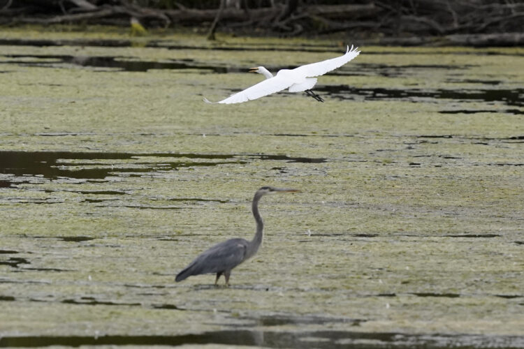 Extinctions, shrinking habitat spur ‘rewilding’ in cities